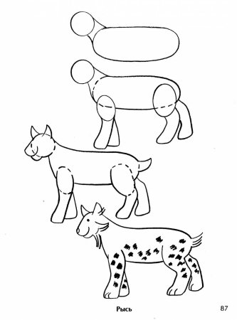 Рысь раскраска для детей
