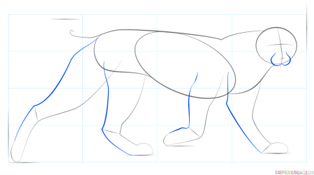 Рисунки рыси легкие
