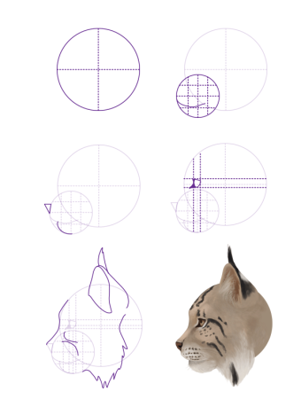 Лайны рысей