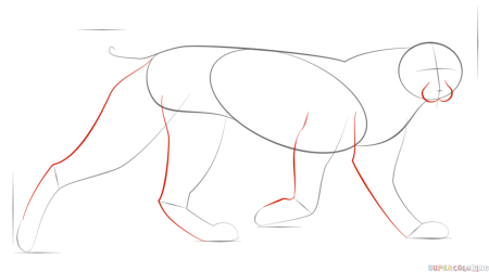Поэтапное рисование рыси для детей