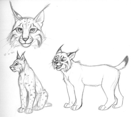 Рисование рыси для детей