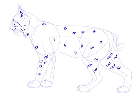 Лёгкие рисунки рыси