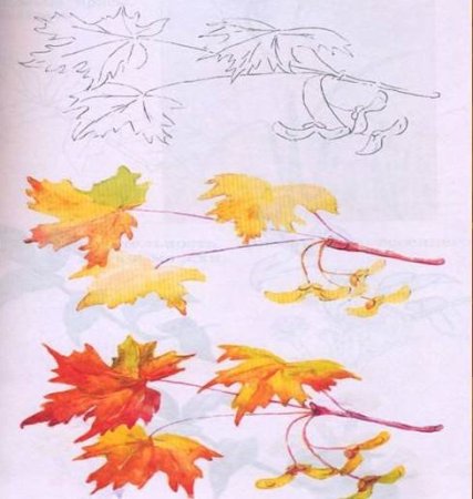 Рисование ветки клена