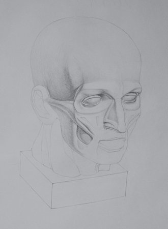 Кулебакин рисунок головы Экорше