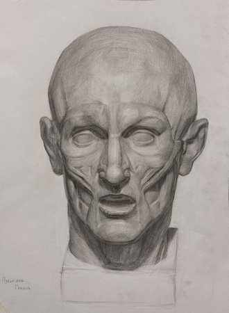 Экорше голова Академический рисунок