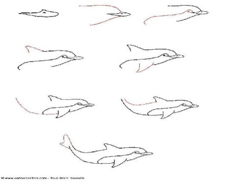 Нарисовать афалину поэтапно