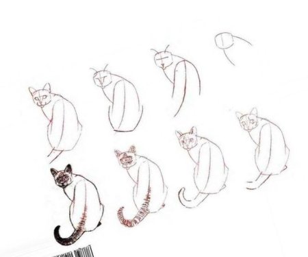 Сиамская кошка рисунок карандашом