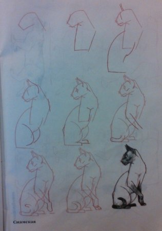 Сиамская кошка поэтапно