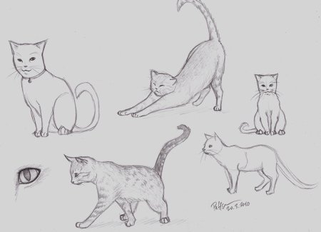 Поэтапное рисование карандашом сиамский кот