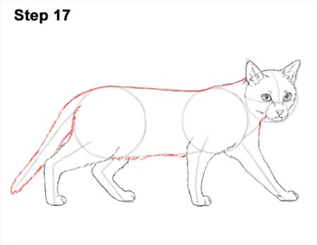 Поэтапное рисование сиамской кошки
