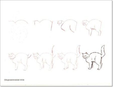 Как рисовать котов поэтапно