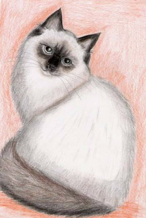 Анатомия кошки сбоку