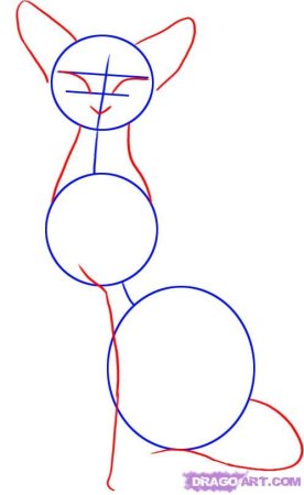 Кошка сзади референс