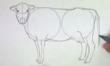 Корова поэтапно для детей рисунок (50 фото)