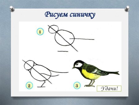 Схема рисования синички