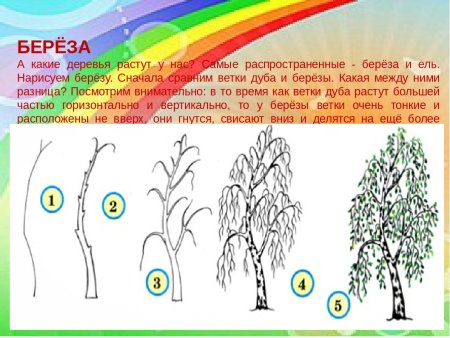 Поэтапное рисование дерева