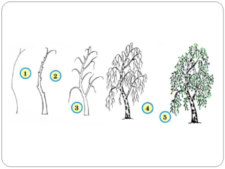 Поэтапное рисование дерева