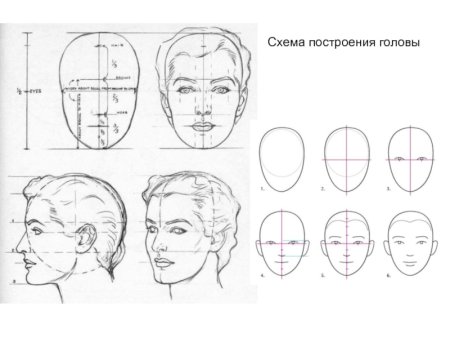 Рисование головы человека пропорции головы 6 класс