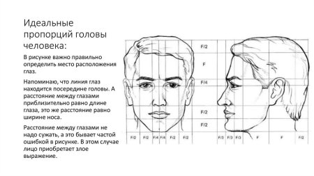 Пропорции лица вид спереди