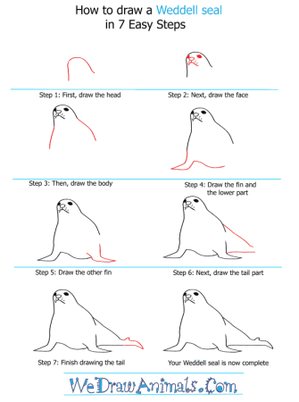 How to draw a Seal