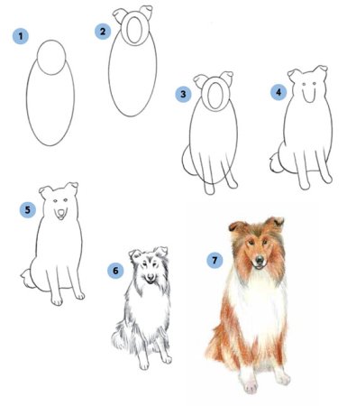 Поэтапно собака колли