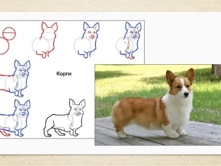 Колли картинки этапы рисования