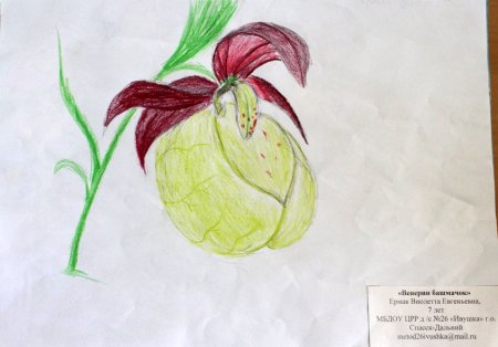 Венерин башмачок из красной книги раскраска - 66 фото