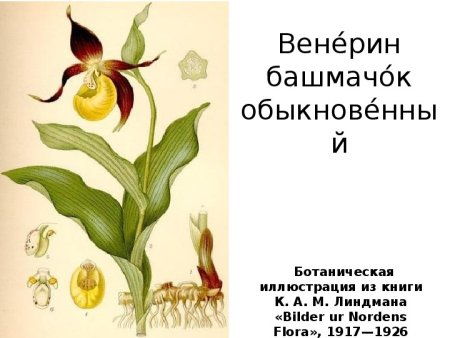 Венерин башмачок Курганская область