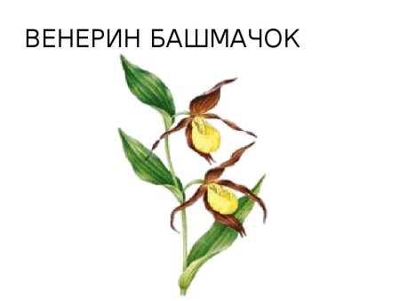 Венерин башмачок красная книга раскраска