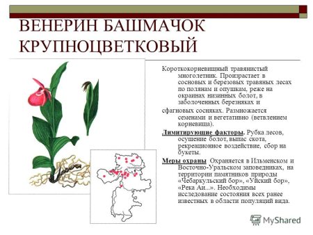 Венерин башмачок строение