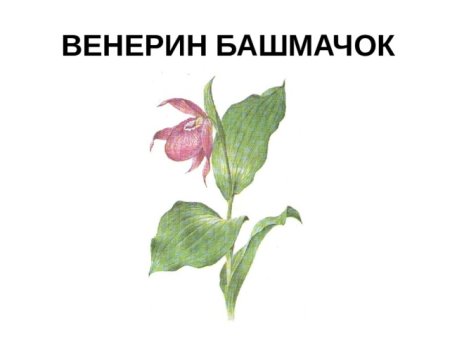 Венерин башмачок красная книга рисунок
