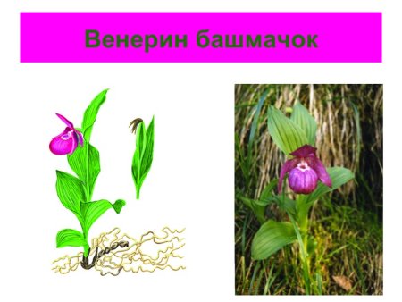 Венерин башмачок строение