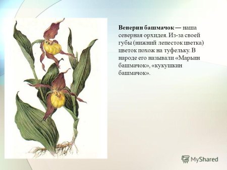 Венерин башмачок настоящий Приморский край