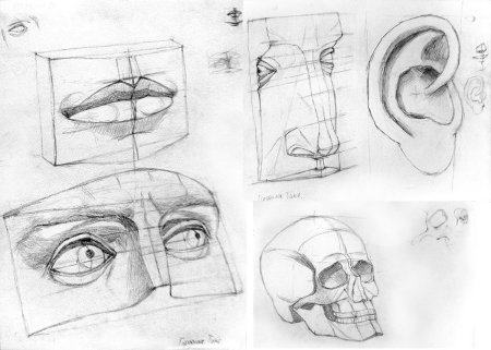 Построение частей лица