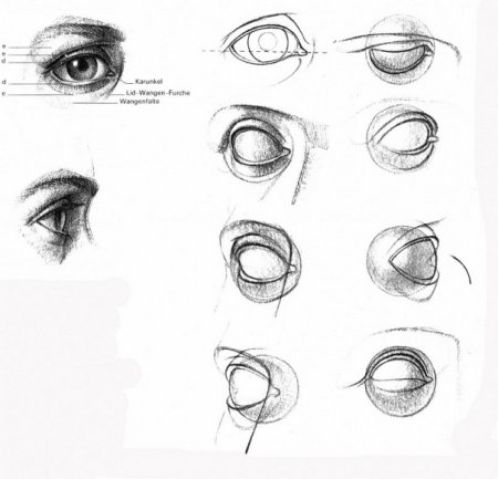 Баммес анатомия глаз