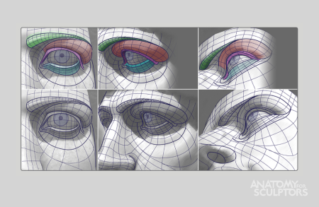 Баммес анатомия глаз