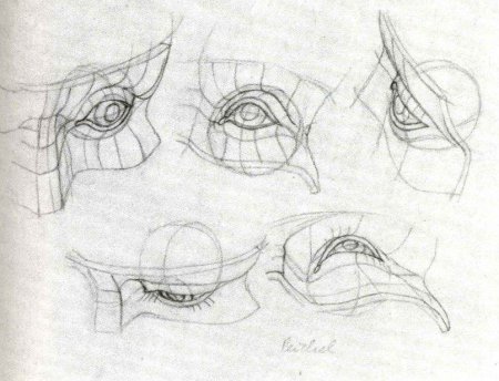 Баммес анатомия глаз