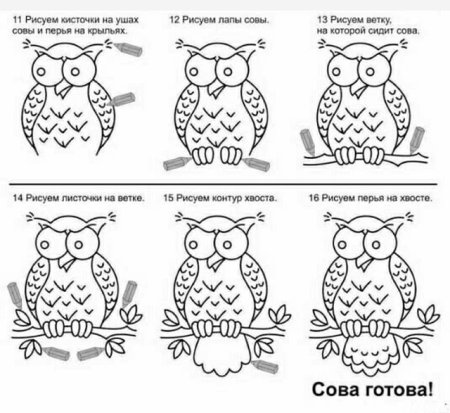 Инструкция по рисованию Совы
