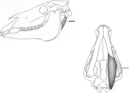 Череп лошади снизу