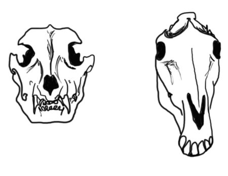 Череп лошади эскиз