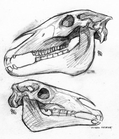 Череп лошади рисунок сбоку