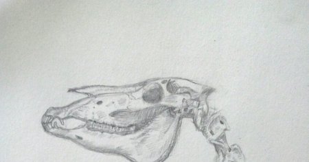 Череп лошади на прозрачном фоне