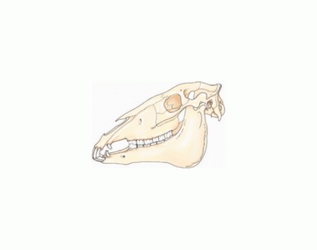 Череп лошади сбоку туториал