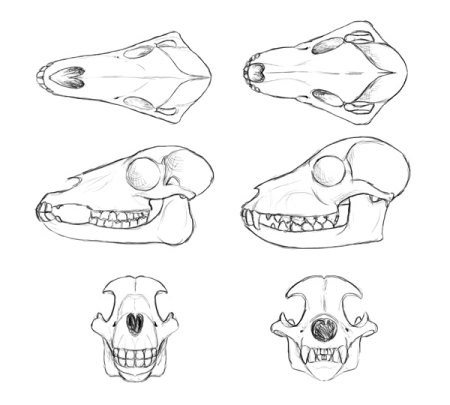 Череп рисунок карандашом