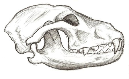 Пропорции лошади для рисования вид спереди