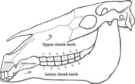 Череп коня нарисовать