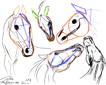 Анатомия морды лошади