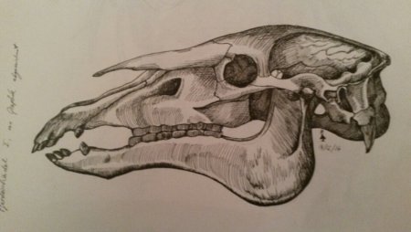 Череп лошади