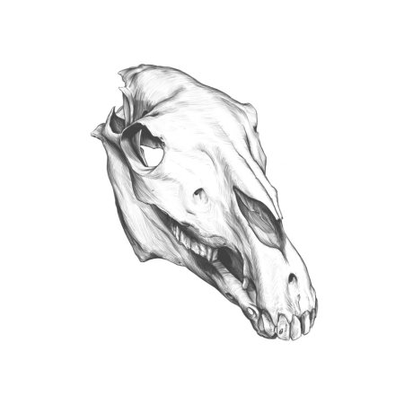 Голова лошади референс