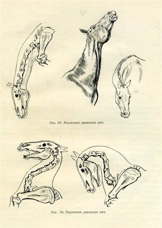 Волчий череп рисунок